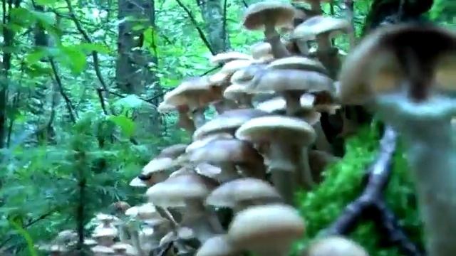 Кажется, грибы пошли смотреть онлайн