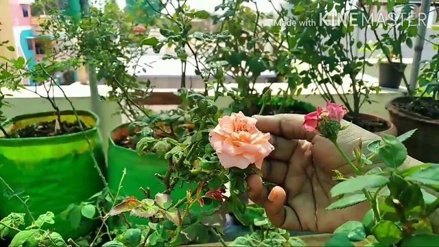 ஊரடங்கு காலத்தில் மாடித் தோட்டத்தின் உதவி/Garden Helps In The Lockdown Period