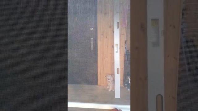 Москитные сетки для веранды смотреть онлайн