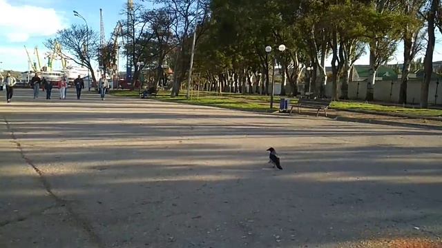 Кормим уличных голубей. смотреть онлайн