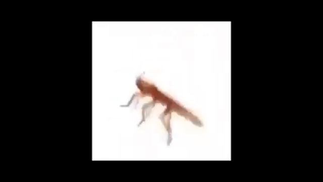 Dancing Cockroach 10 Hours
