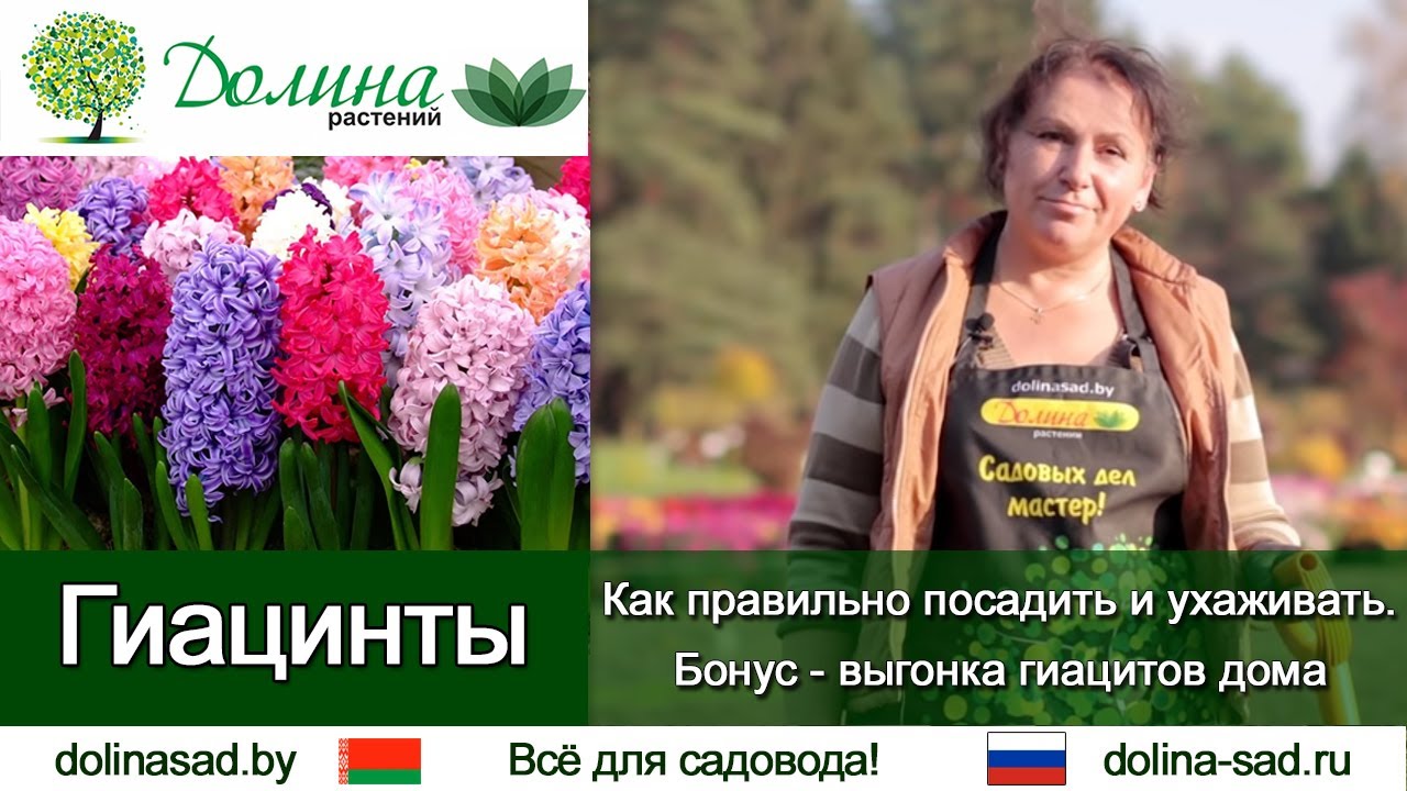 Все о ГИАЦИНТАХ правильная посадка гиацинтов, уход и подкормка. Тонкости выгонки гиацинтов смотреть онлайн