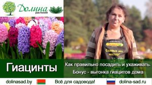 Все о ГИАЦИНТАХ правильная посадка гиацинтов, уход и подкормка. Тонкости выгонки гиацинтов