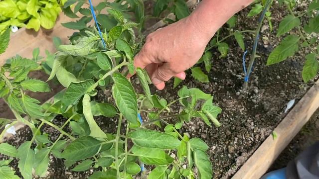 Подвязываем томаты и удаляем пасынки! Как защитить растения от муравьев? Вы удивитесь! смотреть онлайн