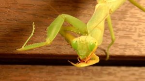 КАК БОГОМОЛ ОТРЕАГИРУЕТ НА ЧЕРВЯ / Правильно кормить богомола / Как ухаживать за домашним богомолом