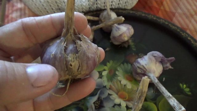 Чеснок озимый,отбираем на семена, на посадку. смотреть онлайн