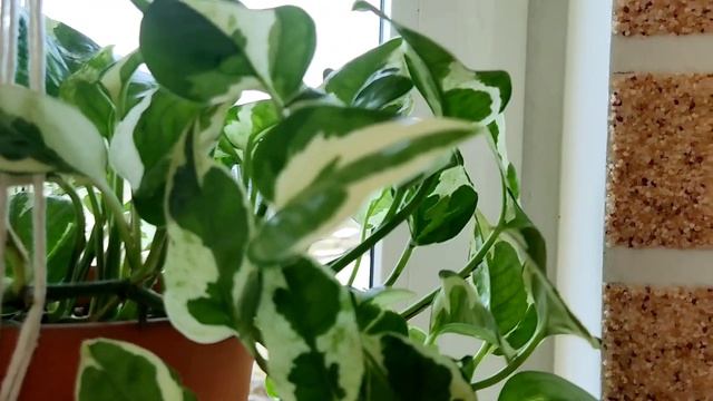 Комнатные растения//сциндапсусы в моей коллекции//новинки смотреть онлайн