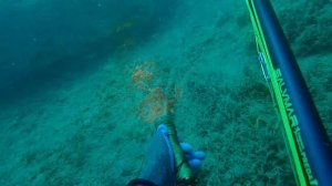 Подводная охота в Черном море. В поисках горбыля.