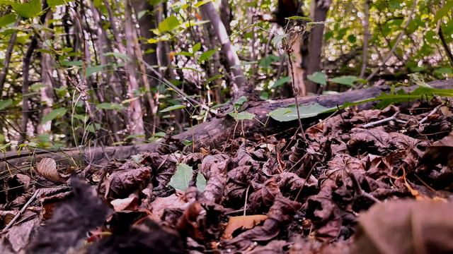 НАЕДИНЕ С ПРИРОДОЙ. ЛЕС. THE FOREST смотреть онлайн
