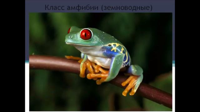 Зоология 8 класс