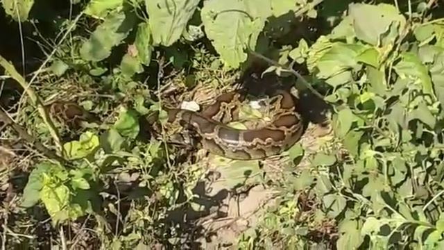 Real Python смотреть онлайн