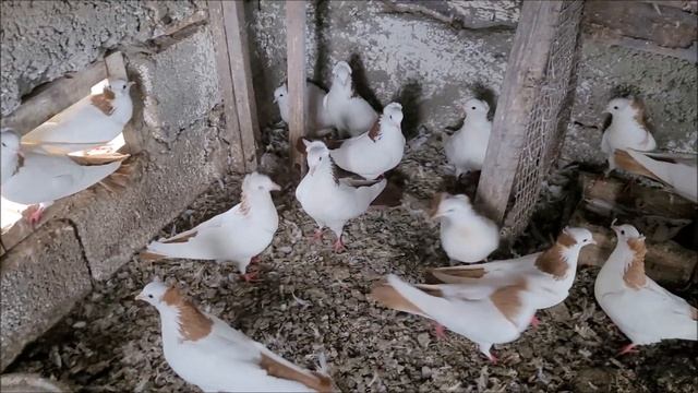 Сельские голуби. 26 03 2022 г .Голуби на продажу Виктора Андреевича. смотреть онлайн