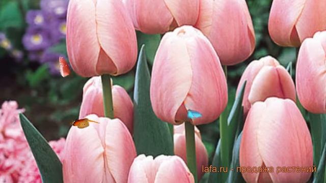 Тюльпан гибридный Оллиулес (tyulpan-olliules) ? обзор: как сажать, луковицы тюльпаны Оллиулес смотреть онлайн