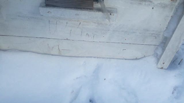 23 января. Пчёлы хорошо зимуют в глубоком углекислом оцепенении ?. Дотаций не требуют ?! БЕЛАРУСЬ. смотреть онлайн
