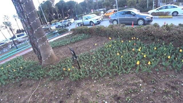 ЗАЦВЕЛИ ТЮЛЬПАНЫ В ТУРЦИИ ОБЪЯВЛЕН НЕДЕЛЬНЫЙ ТРАУР АЛАНЬЯ 8 ФЕВРАЛЯ 2023 смотреть онлайн