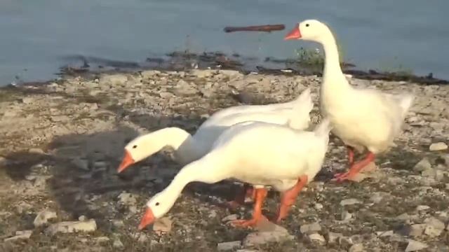 Чиркейское водохранилище 2021 смотреть онлайн