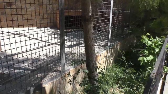 Ягуары в парке Тайган, большие и маленькие смотреть онлайн