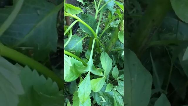 Георгины зацветут 2 раз за сезон ?