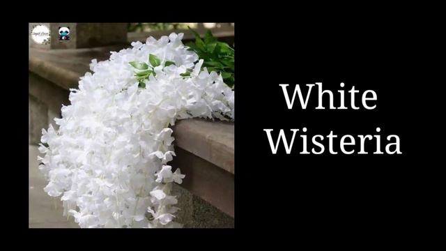 White color objects@jumjumkids988|Animals, flowers, foods, etc in White color for kids learning смотреть онлайн