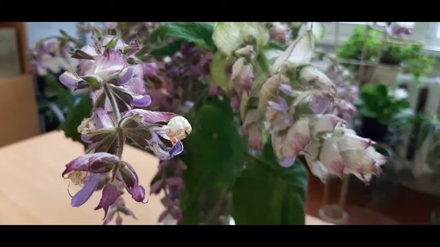 Лікарські рослини.Шавлія смотреть онлайн