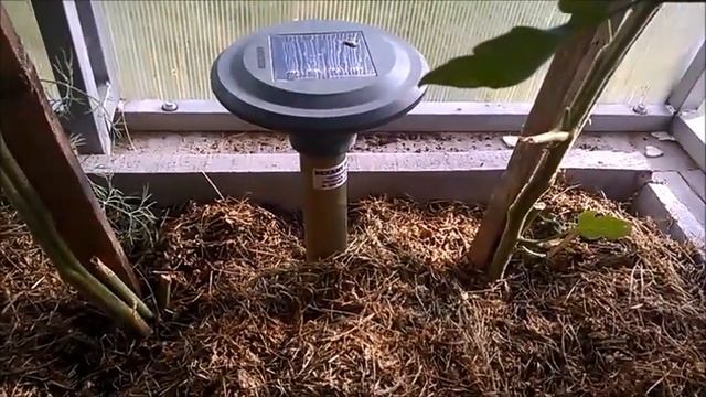 Прогнала кротов, медведок и землероек с огорода! Как это получилось? смотреть онлайн