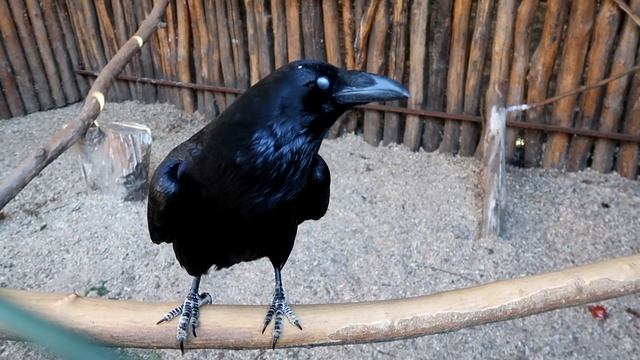 Сафари-Парк Солнечный остров, Краснодар! смотреть онлайн