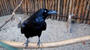 Сафари-Парк Солнечный остров, Краснодар!