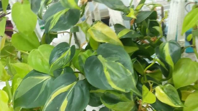 8 15 23   Dining room Kitchen Plant Tour with sneak peek of new project coming up