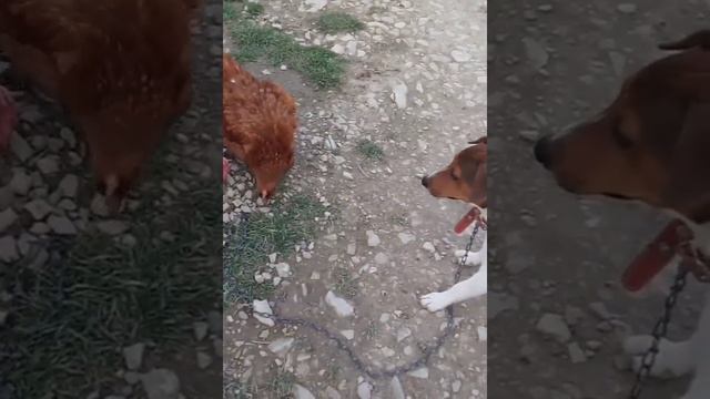 Веселые животные.Подымаем себе настроение-смотрим веселых животных.Порода Джек-Рассел терьер .весел смотреть онлайн