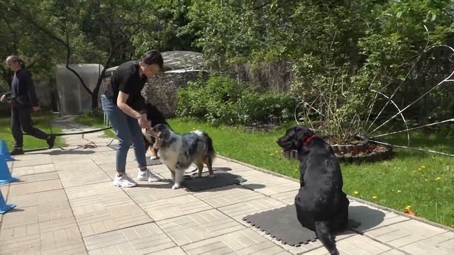 Догтренинг 634. Группа пастухов (берны и аусси) и гость из Питера смотреть онлайн