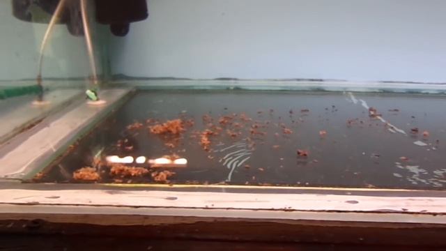 Зачем мыть руки в аквариуме? смотреть онлайн