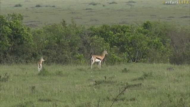 Cheetah Spies Unseen On Gazelle Then Gives Chase смотреть онлайн