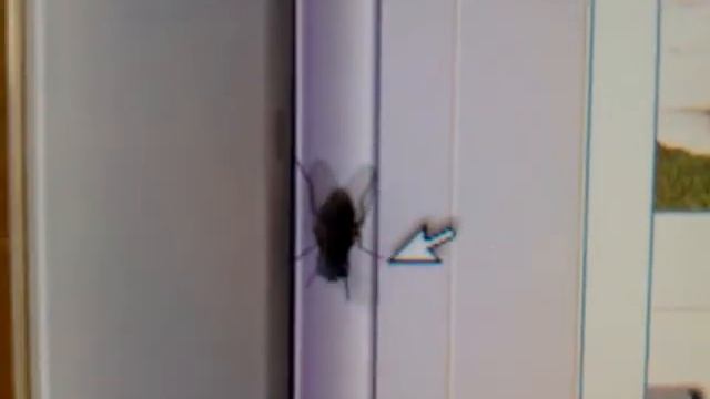 Мышка против Мухи 2010 смотреть онлайн