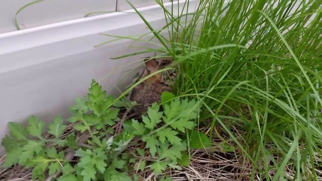 Зайчонок во дворе