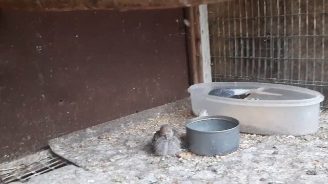 Птенцы бриллиантовых горлиц покинули гнездо. смотреть онлайн