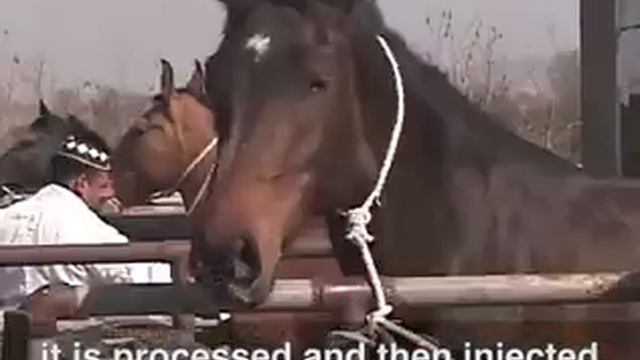 Big Sneak in farm house смотреть онлайн