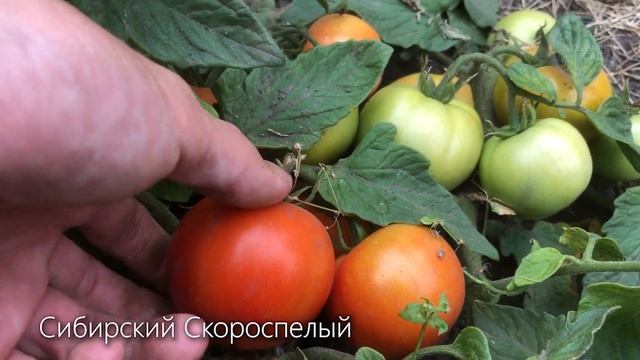 Сажайте эти Мега Урожайные Сорта Помидор Для Открытого Грунта в Марте на Рассаду! смотреть онлайн