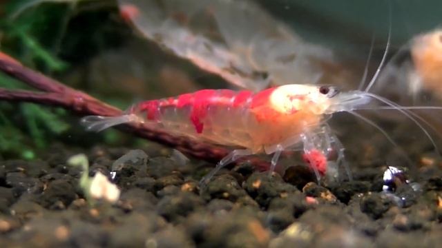 Krewetki Calceo Bee / Golden Dragon / Red Dragon смотреть онлайн