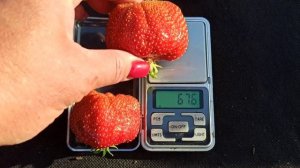 Обзор сорта земляники ксд Гигант Джорнея! Вкуснота! Омск, 23.06.2022г.