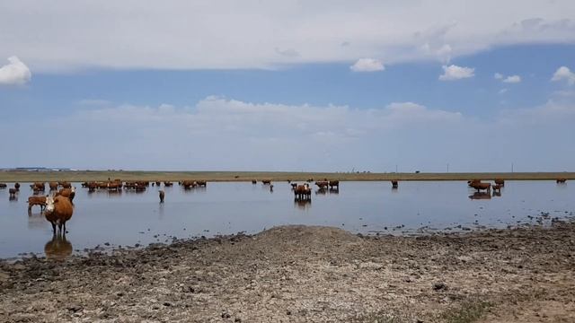 Коровы Калмыцкой породы смотреть онлайн