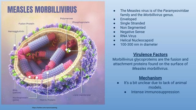 Measles Morbillivirus смотреть онлайн