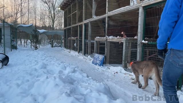 ПЕРВАЯ ПРОГУЛКА С ПУМОЙ / Нала знакомится со всеми рысями смотреть онлайн