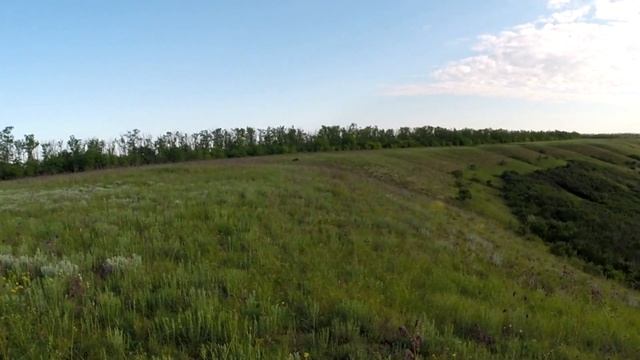 Мои дратхаары, боремся с погонкой, знакомимся с природой. My German Wirehaired Pointer . смотреть онлайн
