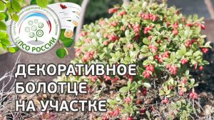 Декоративное болото на участке. Ландшафтный дизайн своими руками.