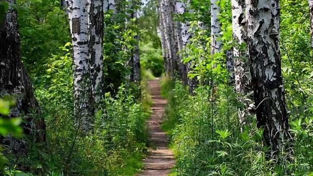 Будет спасительно, но при одном условии. Преподобный Никон Оптинский. смотреть онлайн