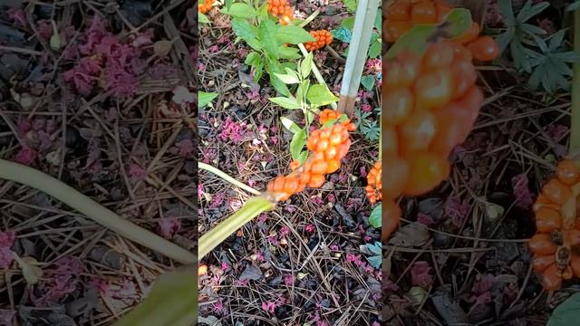 Arum Italicum #italianarum #life #love #nature #garden #animals #flowers #bug #orange #unique #happ смотреть онлайн