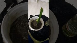 Как вырастить кактус (эуфорбия тригона-молочай треугольный)