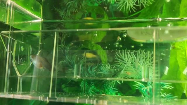 рождение рыбок гуппи. как рождаются рыбы смотреть онлайн