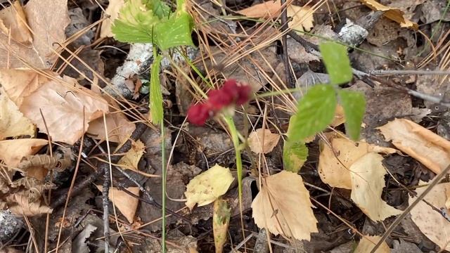 Куда подевались кедровые шишки?/ дикая груша/ лебеди