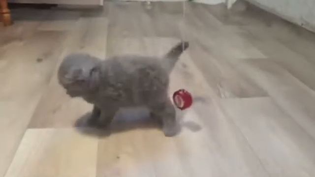 Котёнок вислоухий шотландец. Смешной котик. Милый котёнок. Кот разговаривает смотреть онлайн